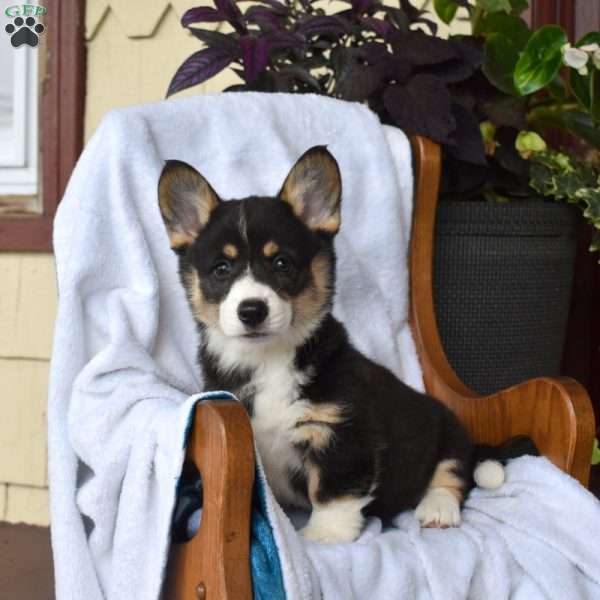 Bailey, Pembroke Welsh Corgi Puppy