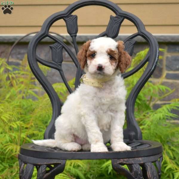 Bailey, Labradoodle Puppy