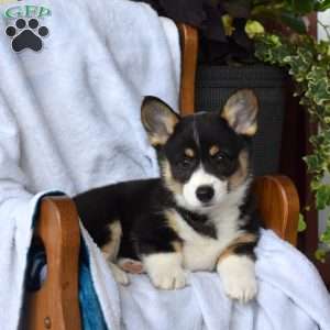 Bailey, Pembroke Welsh Corgi Puppy