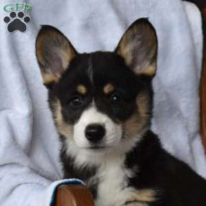 Bailey, Pembroke Welsh Corgi Puppy