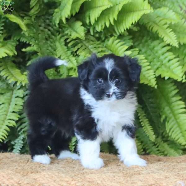 Bailey, Miniature Poodle Mix Puppy