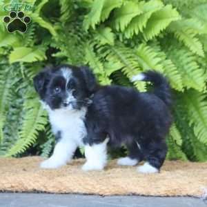 Bailey, Miniature Poodle Mix Puppy