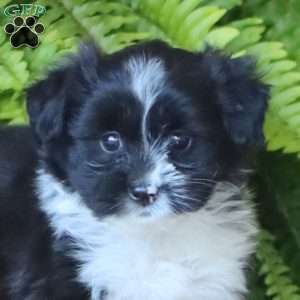 Bailey, Miniature Poodle Mix Puppy