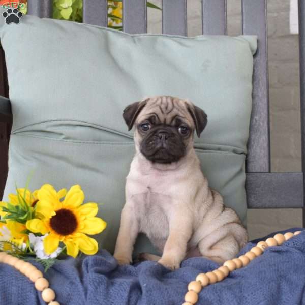 Bandit, Pug Puppy