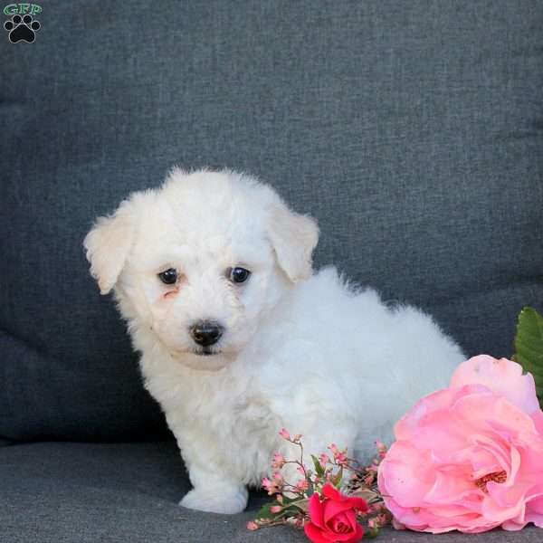 Bandit, Bichon Frise Puppy