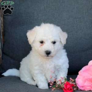 Bandit, Bichon Frise Puppy