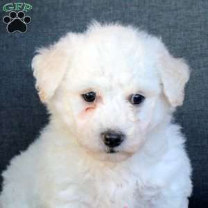 Bandit, Bichon Frise Puppy