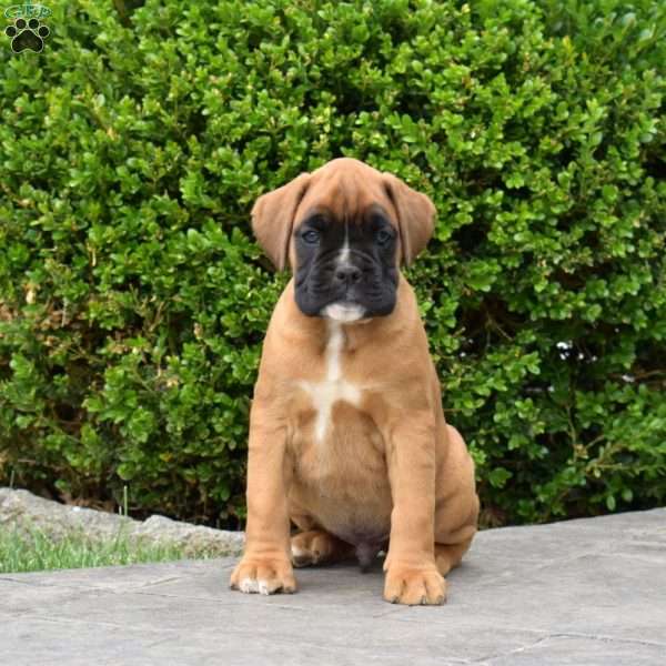 Banjo, Boxer Puppy