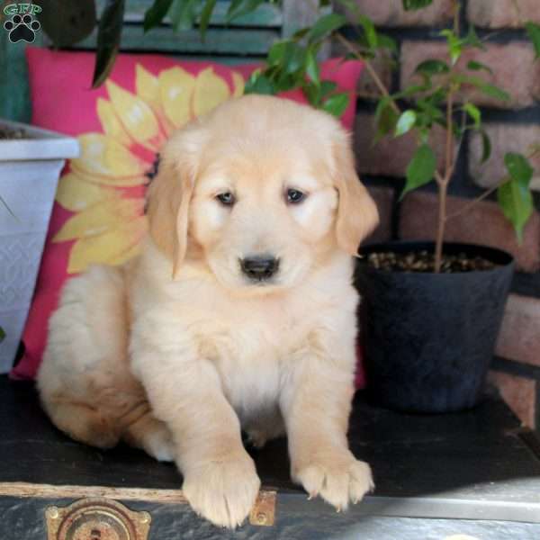 Barbie, Golden Retriever Puppy