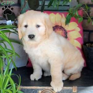 Barbie, Golden Retriever Puppy