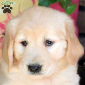 Barbie, Golden Retriever Puppy