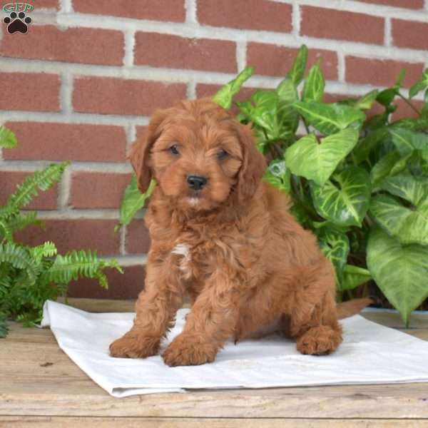 Barney, Cavapoo Puppy