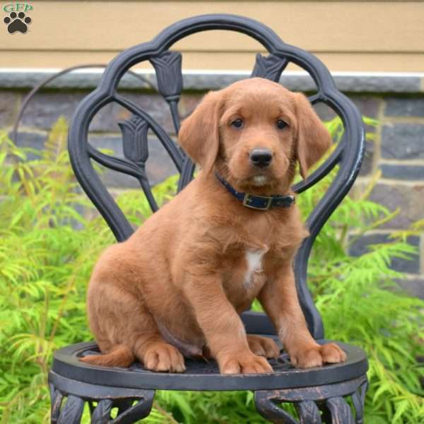 Baron, Labradoodle Puppy