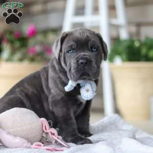 Barrett, Cane Corso Puppy