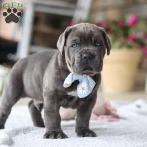 Barrett, Cane Corso Puppy