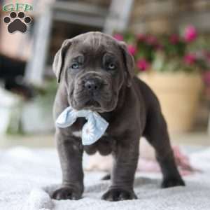Barrett, Cane Corso Puppy
