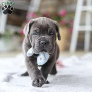 Barrett, Cane Corso Puppy