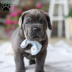 Barrett, Cane Corso Puppy