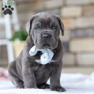 Barrett, Cane Corso Puppy