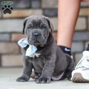 Barrett, Cane Corso Puppy
