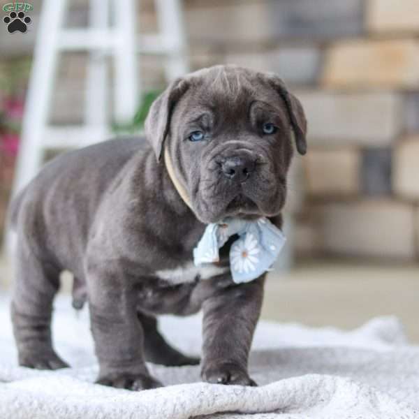 Barrett, Cane Corso Puppy