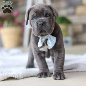 Barrett, Cane Corso Puppy