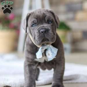 Barrett, Cane Corso Puppy