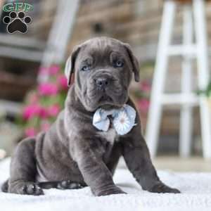 Barrett, Cane Corso Puppy