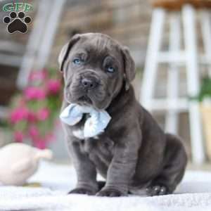 Barrett, Cane Corso Puppy