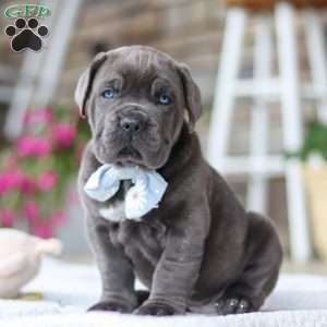 Barrett, Cane Corso Puppy