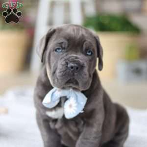 Barrett, Cane Corso Puppy
