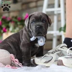 Barrett, Cane Corso Puppy