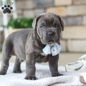 Barrett, Cane Corso Puppy