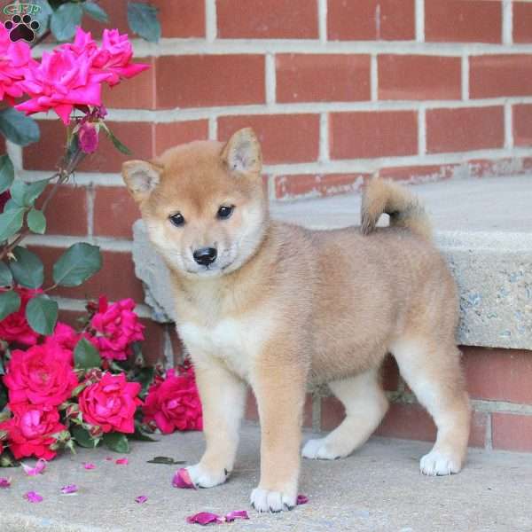 Basil, Shiba Inu Puppy