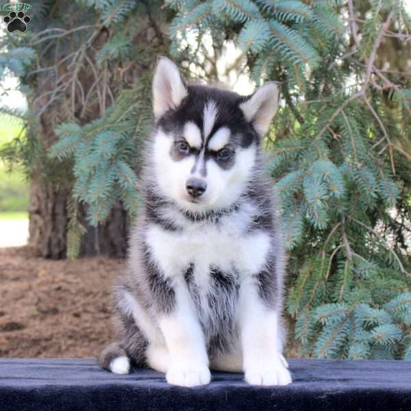 Baxter, Pomsky Puppy