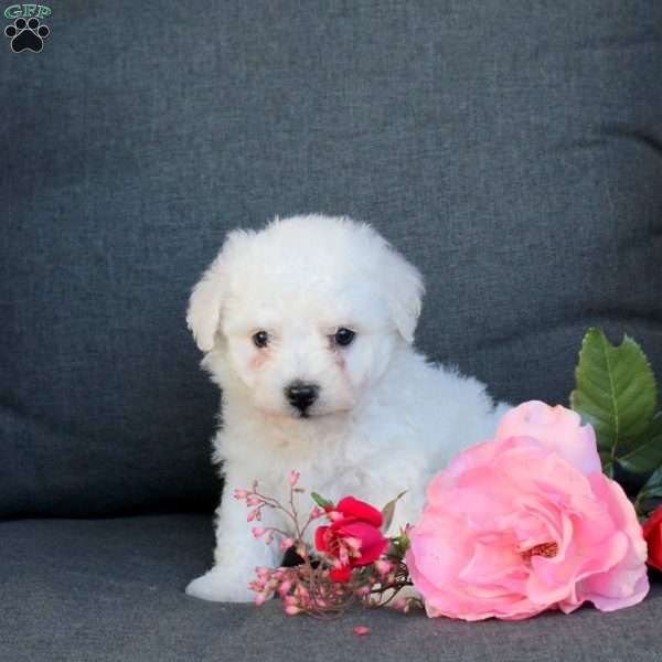 Baxter, Bichon Frise Puppy