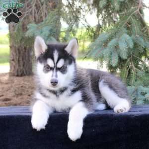 Baxter, Pomsky Puppy