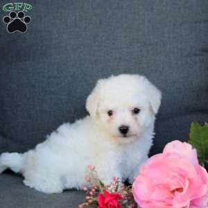 Baxter, Bichon Frise Puppy