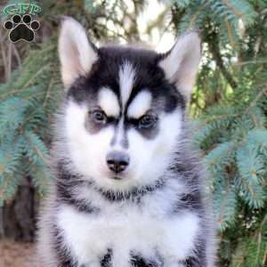 Baxter, Pomsky Puppy