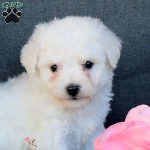 Baxter, Bichon Frise Puppy