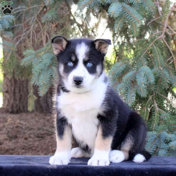 Baylee, Pomsky Puppy