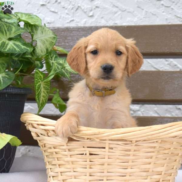 Baylee, Golden Labrador Puppy