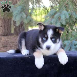Baylee, Pomsky Puppy