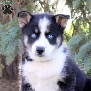 Baylee, Pomsky Puppy