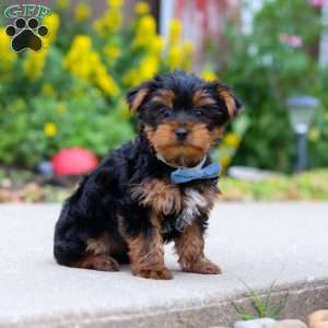 Bear, Yorkie Puppy