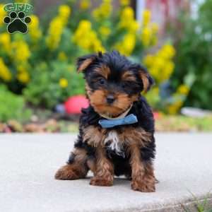 Bear, Yorkie Puppy