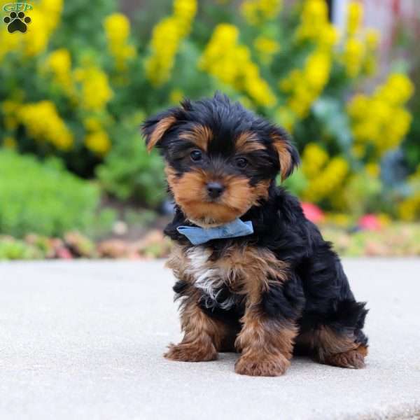 Bear, Yorkie Puppy