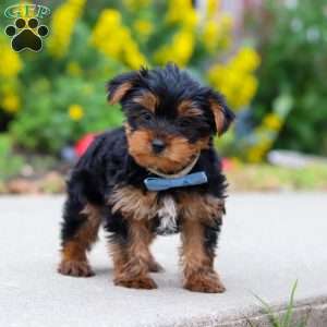 Bear, Yorkie Puppy