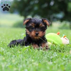 Bear, Yorkie Puppy