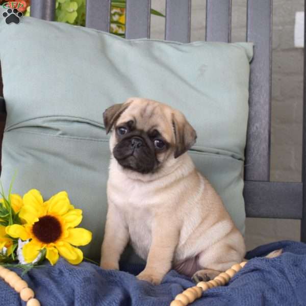 Bear, Pug Puppy